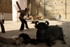 Varanasi, Uttar Pradesh, India: cricket - sport - boys playing cricket while buffalos' are watching - photo by G.Koelman