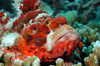 Wakatobi archipelago, Tukangbesi Islands, South East Sulawesi, Indonesia: Ragged Scorpion fish - Scorpaenopsis venosa - Banda Sea - Wallacea - photo by D.Stephens