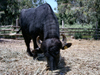 Israel - Hadera: Park Hef Tziba - black bull- photo by Efi Keren