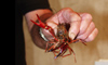 Italy / Italia - Trasimeno lake: crayfish - lagostim (photo by Emanuele Luca)