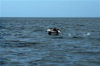 Juan Fernandez islands - Robinson Crusoe island: black-browed albatross taking off - diomedea exulans (photo by Willem Schipper)