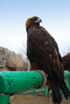 Kazakhstan - Karaturuk area, Almaty province: Golden Eagle - Aquila chrysaetos - photo by M.Torres