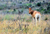 Nairobi NP, Kenya: Coke's Hartebeest or Kongoni, Alcelaphus buselaphus cokii - photo by M.Torres