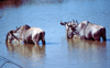 Kenya - Nairobi National Park: gnus drinking - protected game reserve - photo by Francisca Rigaud