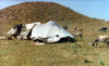 Kurdistan, Syria: Kurdish camp - photo by G.Frysinger