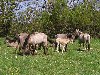 Latvia - Pape: wild horses  / zirgs (Rucava, Liepajas Rajons - Kurzeme) - photo by A.Dnieprowsky