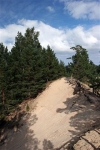 Latvia - Purciems - Roja Municipality: White Dune Nature trail - Balta kapa - Kemeru nacionalais parks - Kemeri nacional park (Talsu Rajons - Kurzeme) - photo by A.Dnieprowsky