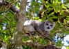 Montagne d'Ambre National Park, Antsiranana / Diego Suarez Province, Madagascar: female Crowned Lemur on a tree - Eulemur coronatus - photo by R.Eime