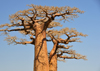 West coast road between Morondava and Alley of the Baobabs, Toliara Province, Madagascar: baobabs crowns have branches like upside-down roots - Adansonia grandidieri - photo by M.Torres