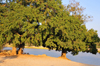 Bekopaka, Antsalova district, Melaky region, Mahajanga province, Madagascar: large trees by the beach - Manambolo River - photo by M.Torres