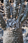 Tsingy de Bemaraha National Park, Mahajanga province, Madagascar: hand shaped pachypodium - pachycaul, spinescence - xeric plant - UNESCO World Heritage Site - photo by M.Torres