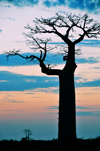 Alley of the Baobabs, north of Morondava, Menabe region, Toliara province, Madagascar: magnificent baobab silhouette at sunset - Adansonia grandidieri - photo by M.Torres