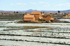 Antananarivo / Tananarive / Tana - Analamanga region, Madagascar: rice padies - houses on an islet - northern outskirts - rizieres aux alentours de la capitale - photo by M.Torres