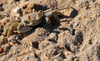 Vohilava, le Sainte Marie / Nosy Boraha, Analanjirofo region, Toamasina province, Madagascar: crab on the beach sand - photo by M.Torres