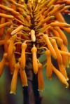 Madeira - Funchal: Jardim botanico - flor cr de laranja / orange flower - photo by F.Rigaud