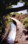 Madeira - Levada do Norte - water channel - under a tree - sob um rvore - photo by F.Rigaud