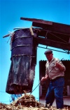 Madeira - Calheta: cana de aucar / sugar cane - photo by F.Rigaud