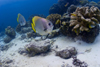 Sipadan Island, Sabah, Borneo, Malaysia: Circular Batfish swim along the coral reef - Platax Orbicularis - photo by S.Egeberg