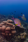 Sipadan Island, Sabah, Borneo, Malaysia: Yellowfin Surgeonfish over coral - Acanthurus xanthopterus - photo by S.Egeberg