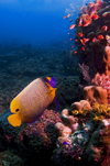 Sipadan Island, Sabah, Borneo, Malaysia: Yellowmask Angelfish inspects the reef - Pomacanthus xanthometopon - photo by S.Egeberg