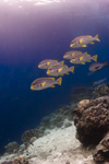 Sipadan Island, Sabah, Borneo, Malaysia: Diagonal-Banded Sweetlips - Plectorhinchus lineatus - photo by S.Egeberg