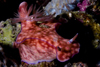 Mabul Island, Sabah, Borneo, Malaysia: Big red Nudibranch Chromodoris sp on the move - photo by S.Egeberg