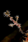 Mabul Island, Sabah, Borneo, Malaysia: Harlequin Ghostpipefish - Solenostomus paradoxus - photo by S.Egeberg