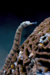 Mabul Island, Sabah, Borneo, Malaysia: Network Pipefish on a coral - Corythoichthys flavofasciatus - photo by S.Egeberg