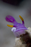 Mabul Island, Sabah, Borneo, Malaysia: Nudibranch Chromodoris sp on the move - front view - photo by S.Egeberg