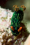 Mabul Island, Sabah, Borneo, Malaysia: Nudibranch Nembrotha sp. on rock - photo by S.Egeberg