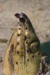 Mabul Island, Sabah, Borneo, Malaysia: Spotted Snakeeel peeking out of the sand - Ophichthus ophis - photo by S.Egeberg