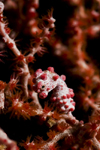 Mabul Island, Sabah, Borneo, Malaysia: tiny Pygmy Seahorse - Hippocampus Bargibanti - photo by S.Egeberg