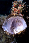 Mabul Island, Sabah, Borneo, Malaysia: yawning Giant Frogfish - Antennarius commerson - photo by S.Egeberg