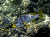 Malaysia - Sabah  (Borneo) - Sipidan island: Reef fish - coral reef and Diagonal-Banded sweetlips - Plectorhinchus lineatus - photo by Ben Jackson