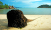 beach - dead coconut tree, Pangkor Island, Malaysia. photo by B.Lendrum