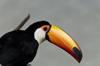 Kuala Lumpur, Malaysia: Toucan at KL Bird Park - photo by J.Pemberton