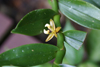 Gunung Mulu National Park, Sarawak, Borneo, Malaysia: Dendrobium (orchid) before blooming - photo by A.Ferrari