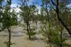 Bako National Park, Sarawak, Borneo, Malaysia: in the eangrove forest at Telok Assam - photo by A.Ferrari