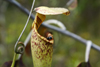 Bako National Park, Sarawak, Borneo, Malaysia: ant on a Pitcher plant - carnivorous plant - photo by A.Ferrari