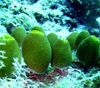 Maldives Underwater Sea squirts (photo by B.Cain)