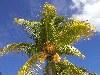 Mauritius: coconut tree (photo by Alex Dnieprowsky)(photo by A.Dnieprowsky)