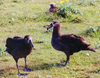 Midway Atoll - Sand island: Black-footed Albatross - Phoebastria nigripes - birds - fauna - wildlife - photo by G.Frysinger