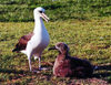 Midway Atoll: Laysan albatross (white gooney) at the National Wildlife Refuge - Phoebastria immutabilis - birds - fauna - wildlife - photo by G.Frysinger