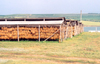 Moldova / Moldavia - Besalma: drying tobacco - agriculture - photo by M.Torres