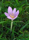 Montenegro - Crna Gora - Durmitor national park: wild flowers - photo by J.Kaman