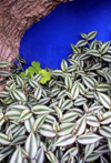 Morocco / Maroc - Marrakesh: Jardin Majorelle - leaves - photo by J.Kaman