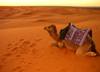 Morocco / Maroc - Erg Chebbi: dromedary ends its working day - photo by J.Kaman