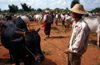 Myanmar - Heho - Shan State: water buffalo market - photo by W.Allgwer - Der Markt in Heho findet alle fnf Tage statt. Es sind vor allem Angehrige der Bergstmme, die auf diesem Markt ihre Ware anbieten.