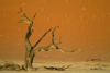 Namib desert - Deadvlei - Hardap region, Namibia: dead tree - Namib-Naukluft National Park - photo by J.Banks