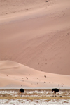 Namibia: Two ostriches against a sand dune, near Sossusvlei - photo by B.Cain